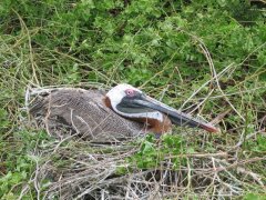 01-Pelican nesting